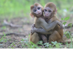 monkeys jungle club