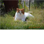 kittypal123 fan group or just cat lovers