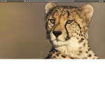 Mighty marching cheetah's home of the cheatah's