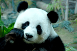 forest pandas