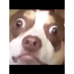 da dogee