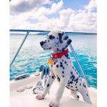Dalmation pack