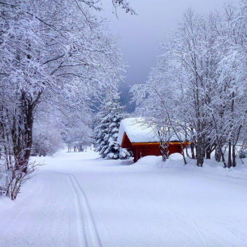 snowy xmas