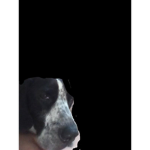 ILOVEDOGSANDPUPPIESSOMUCH