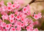 Breast cancer / appreciation!