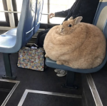 Cinnamonroll Fangroup