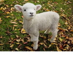 cute sheep crew