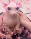≪???≫