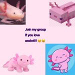 Axolotl chick