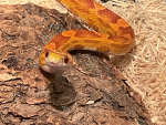 !!!Snakes!!!