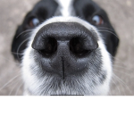 Feel better looking at dogs