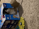 Me Nice Rats