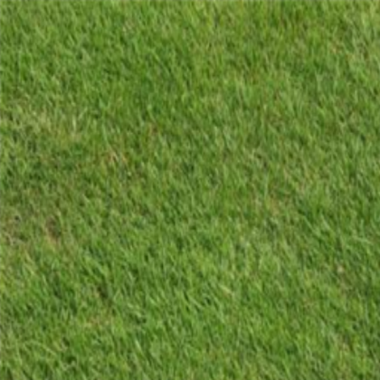 Grass texture Roblox decal