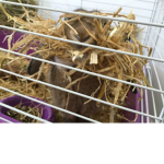 Milly’s place
