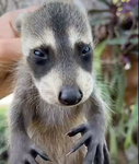 Raccons.