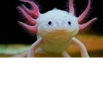 Ajolote uwu