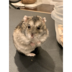 Hamster Friends:]