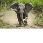 Elephant supporters