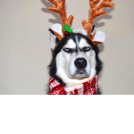 Husky sqad