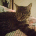 #cat lol