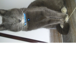 hi iam sad cat