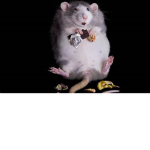 ROSE RAT ARMY!!!