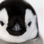 Penguin loving group!!