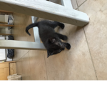 Cat nashon