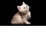 CAT, IM A KITTEN CAT