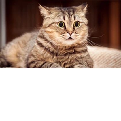 zebra_cat_[; Roblox group icon