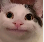 Beluga cat fam