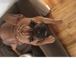 Pug life Gang :D