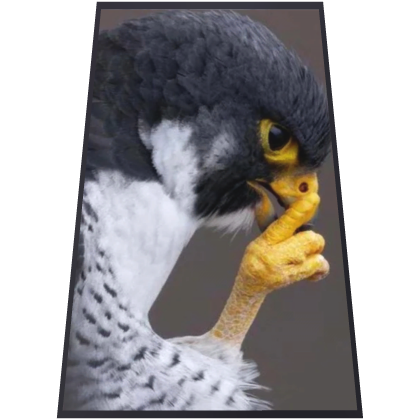 Hawk Mogging Cape