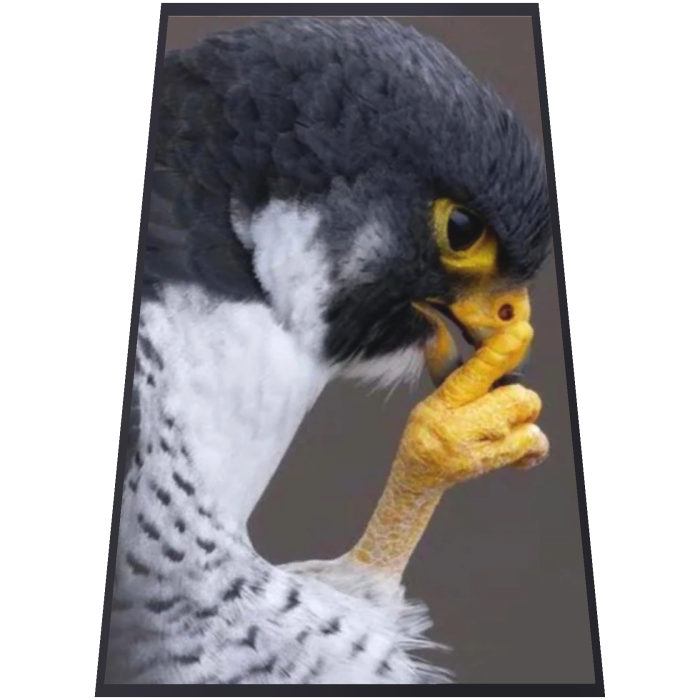Hawk Mogging Cape