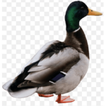 Army 0f Duck
