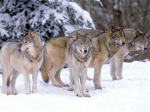 The wolf pack ™