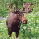 The Moose Family Cult