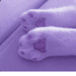 LivxAestheticcx