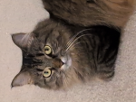 Splat Cat