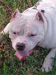 Millybux