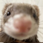 IrisTeddy