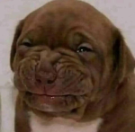 Juan Gabriel pets