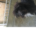 Amazing puppy to doggy group please join