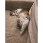 QtCats