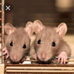 Rat group2:)))