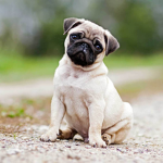 the pug gan