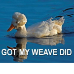 Weave Snatchers