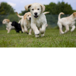 Doggyz fan club