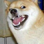 DOGGO HOOD