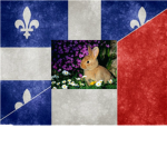 Les lapins Francais